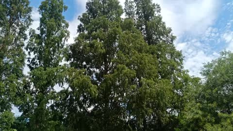 The row of trees stood there straight