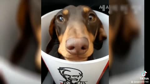 Animais engraçados2