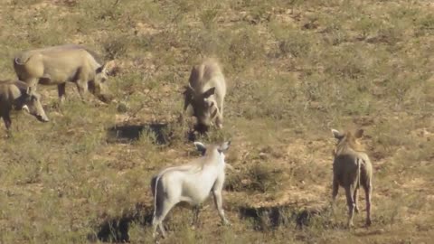 Warthog kills piglet and eats it