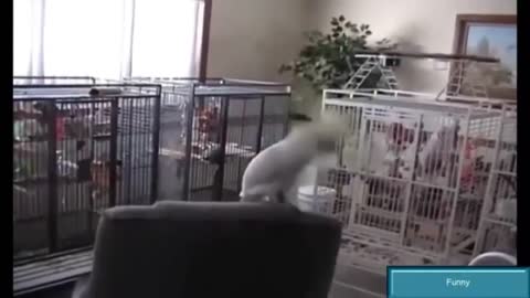 parrot dancing