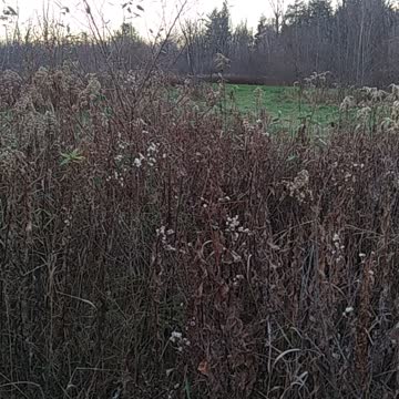 Where's the Deer?