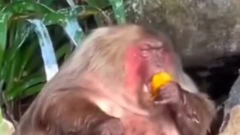 Funny Animals: Monkey is Out of Control #funny,#funnyanimals,#funnyvideos