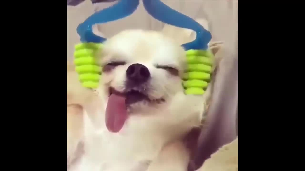 Happy and smiling dog getting a very relaxing massage