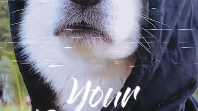 FunnyDogsToday, COOL HSYKEY part2