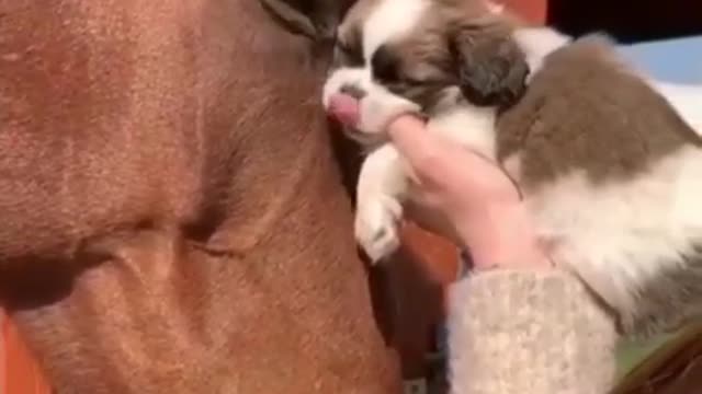 True friendship of puppy and horse