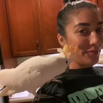 Parrot parrot ❤️ ha ha