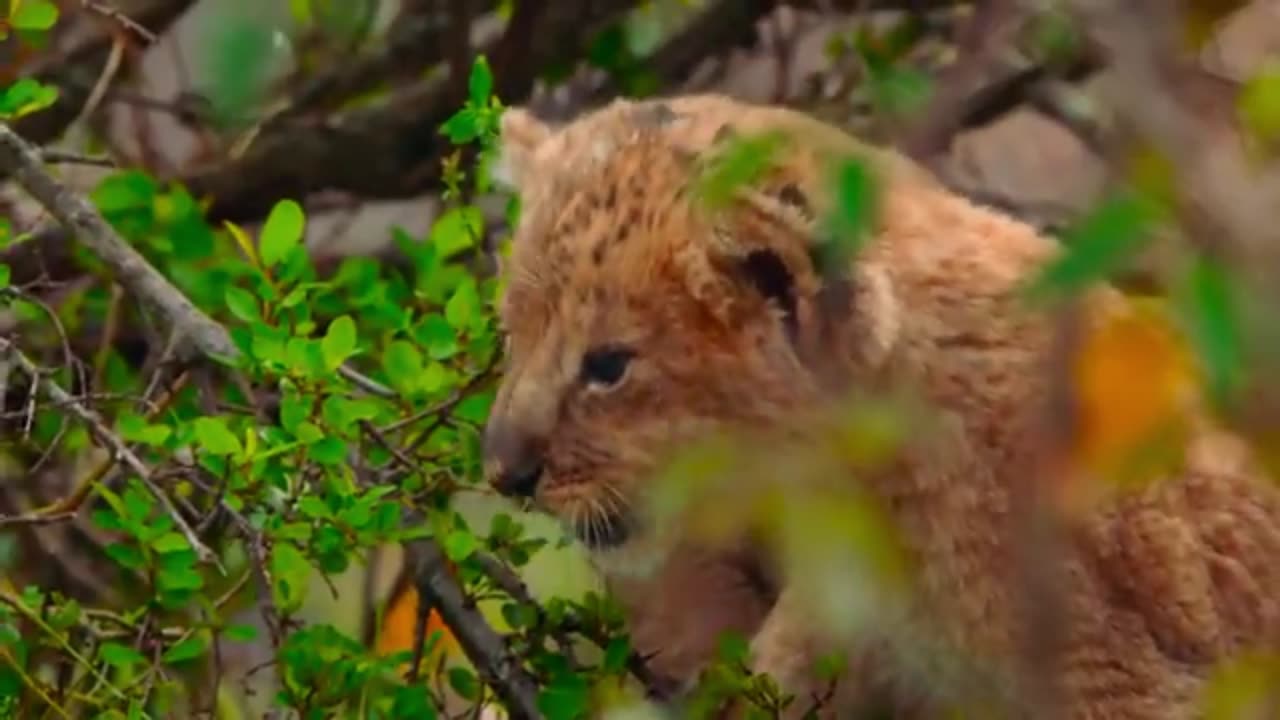 How the Lion Brothers Defied the Odds to Survive