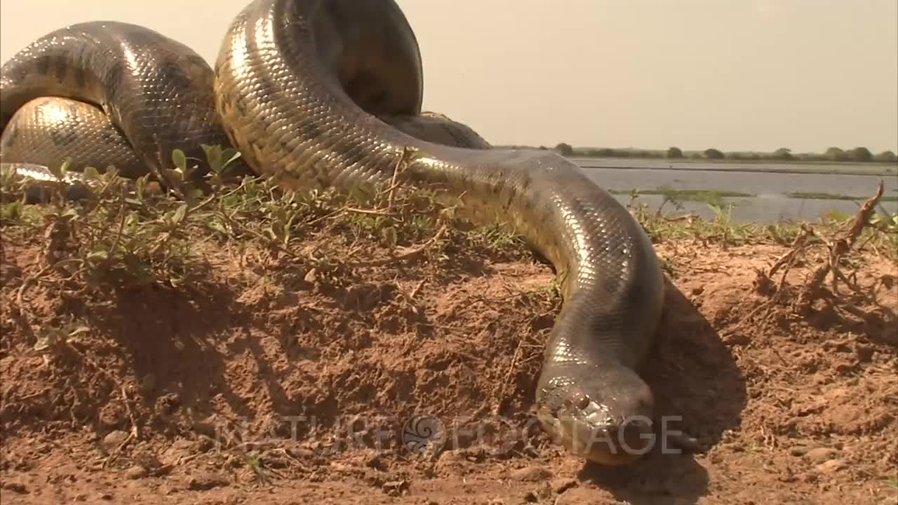 Amazon_ Crawling Anaconda(720P_HD).mp4