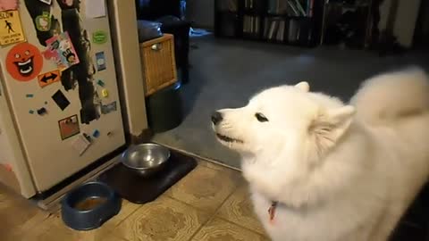 🐕🐕Howling_Samoyed_Fluffy_White_Dog