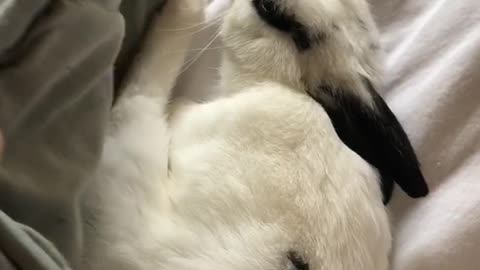 Black and white bunny under green blanket