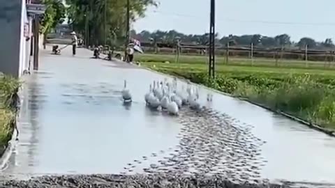 Geese Ruining Cement Work