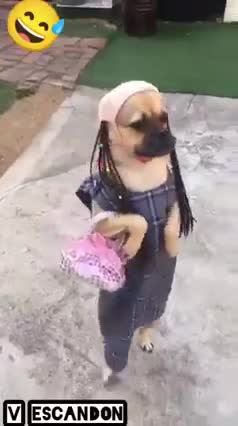 The dog walks on its feet