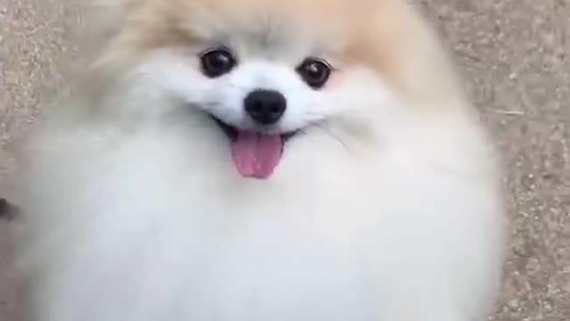 Cute dog video