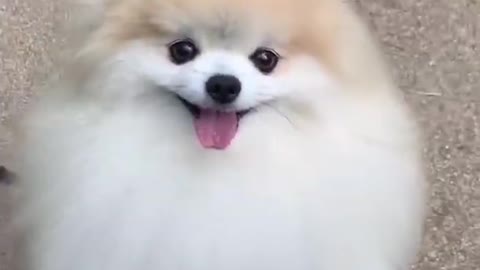 Cute dog video