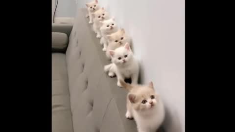 row of cute kittens