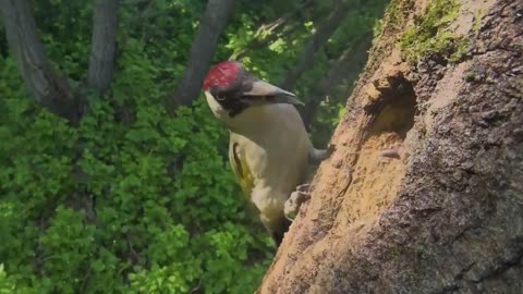 green woodpecker from europe beautiful birds