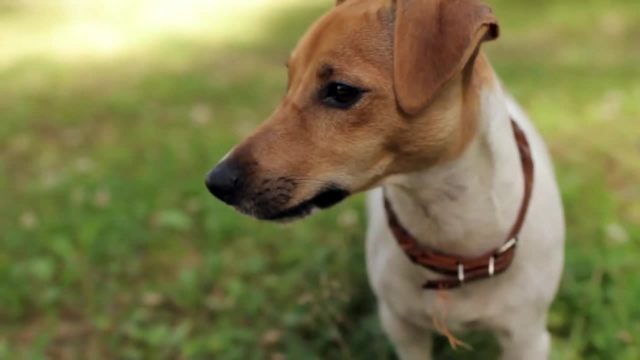 Jack Russell Dog Runs Through the Meadow