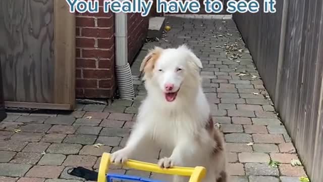 This Dog dance you must see😂