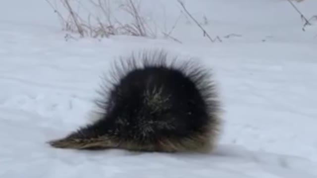 Helping a Stuck Porcupine