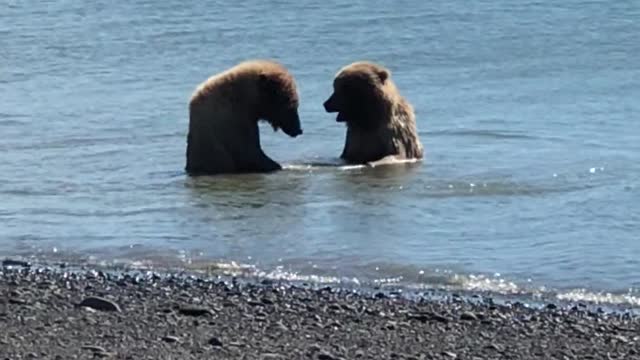 Two bears playing in the lake