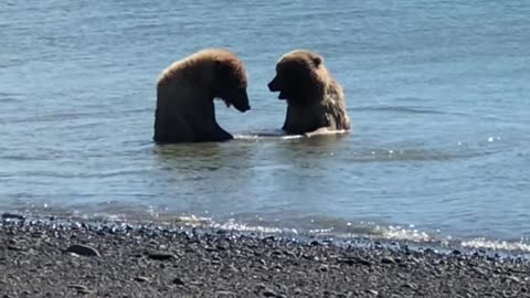 Two bears playing in the lake