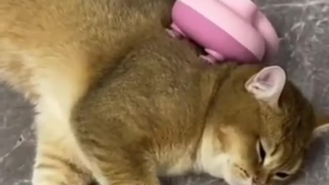 #cute cat#shorts