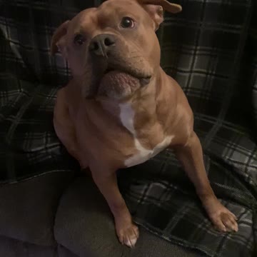 Kobe howling to a kazoo