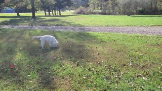 City pup walks in the country