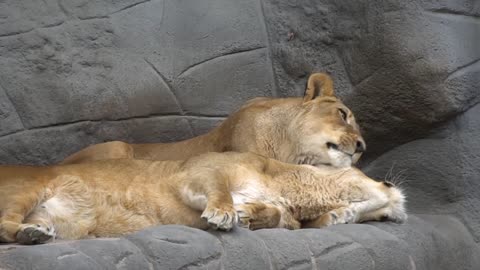 The most beautiful lions ever