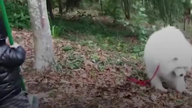 Dog Teaches His Little Boy About The World