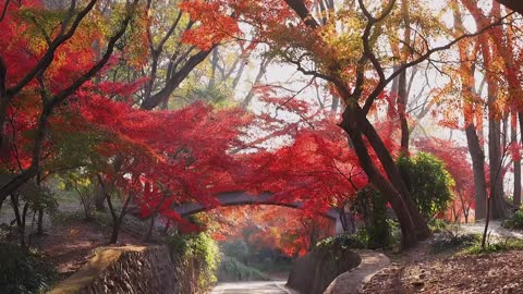 Maple leaves are like flowers, listening to the sound of birds,