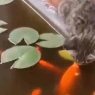 SO CUTE ! 2021 FUNNIEST kitty and puppy