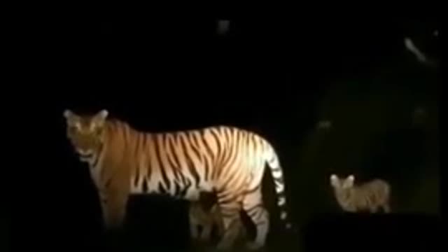 Tiger in City