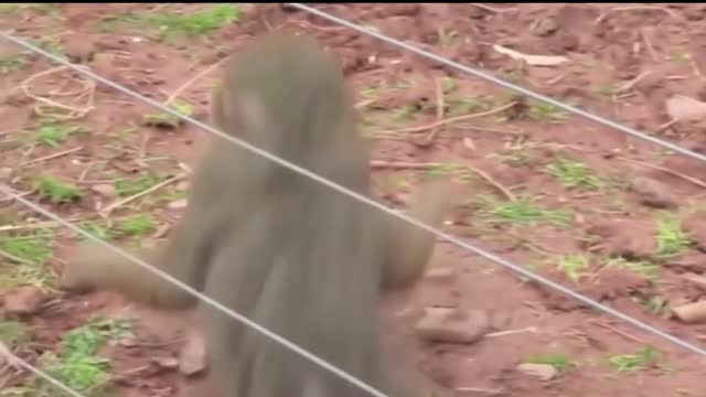 Animals Getting Shocked with Funny Sound Effects 2