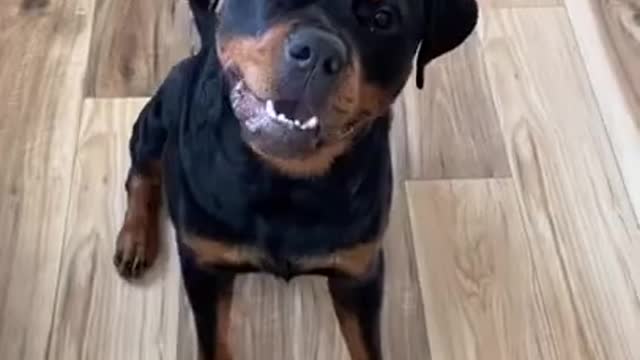 .Rottweiler speak 😅 #shorts