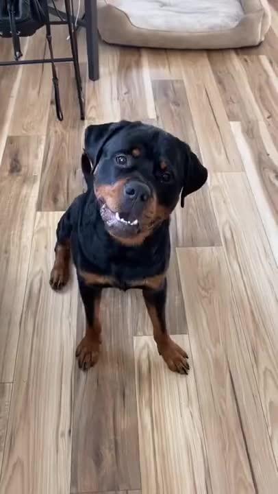 .Rottweiler speak 😅 #shorts