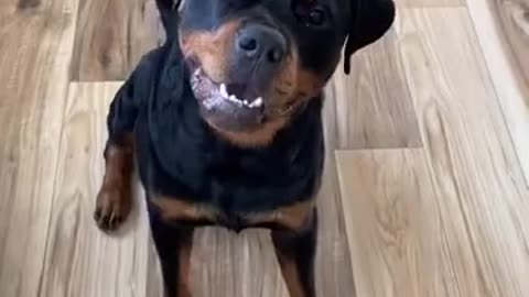 .Rottweiler speak 😅 #shorts
