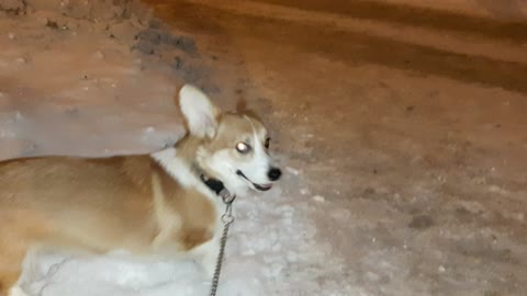 Happy corgi dog loves snow and winter.