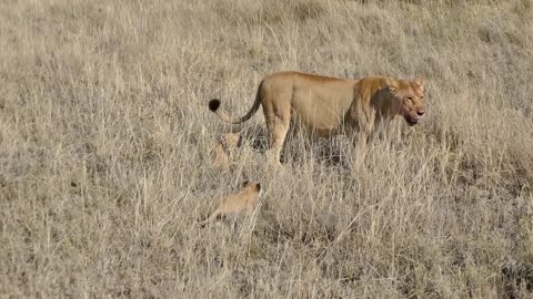 AWESOME! SIX UBS OF LION Celebrate THEIR FIRST OUTDOOR EXPERIENCE 2021