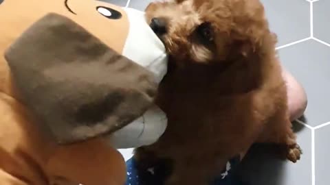 Scary dog ​​fight