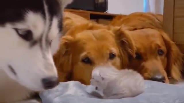 Golden Retrievers and husky meeting there best friends newborn kitten