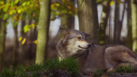 The forest is mature life is fox 🦊