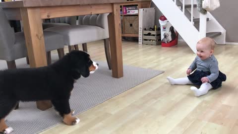 FIRST MEETING BABY vs BERNESE MOUNTAIN DOG PUPPY👶🏻🐱🐶👶🏻🐱👶👶👶🏻🐱🐶👶🏻🐱👶👶