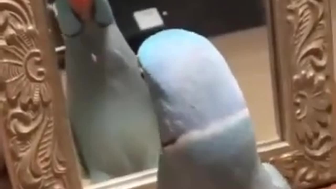 This Parrot Just Fell in Love With Itself #shorts #viral #shortsvideo #video