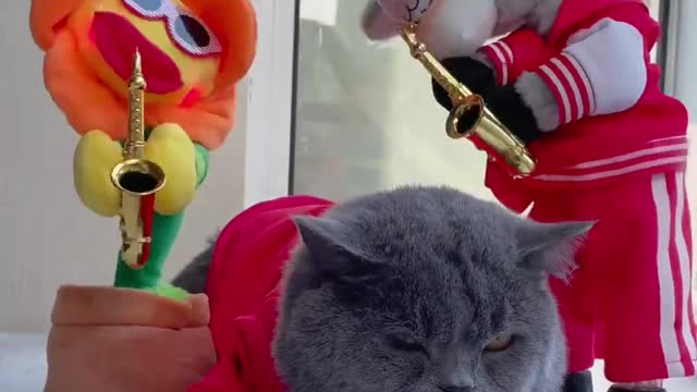 Your Lovely Cat 😻 Make you feel Happy