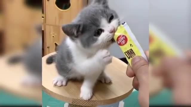 Dogs and cat Reaction to food funny animal Reaction short beautiful video.