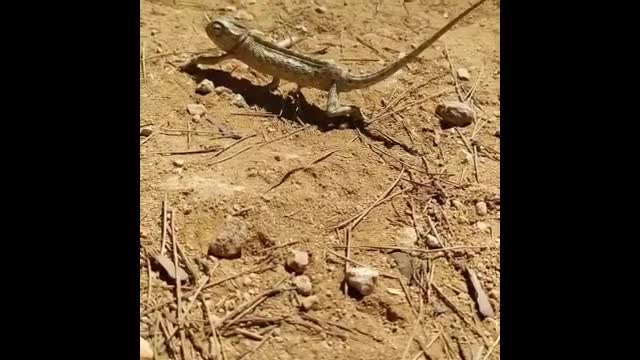 wow! amazing animals dancing with the beat..