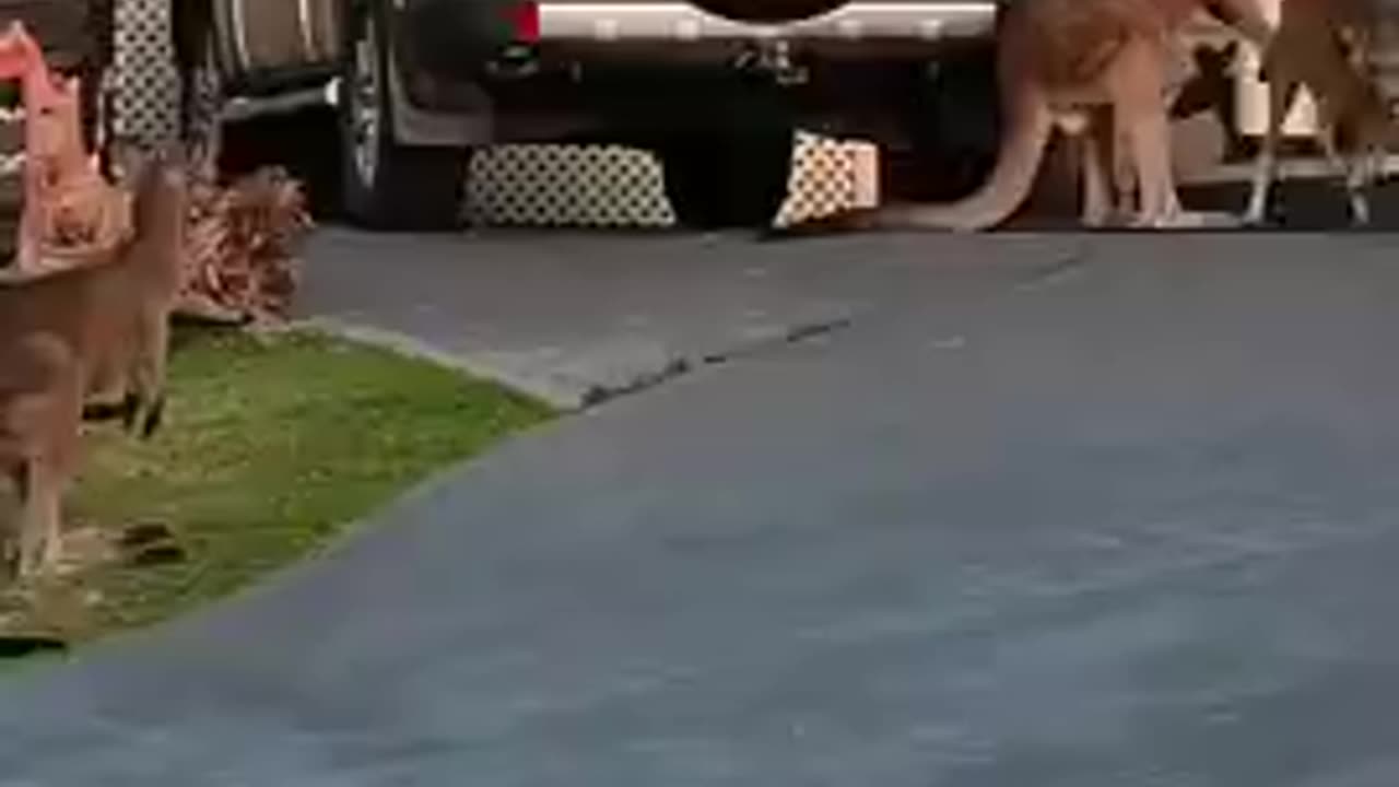 KANGAROO AT THE FRONT DOOR - AUSTRALIA.mp4