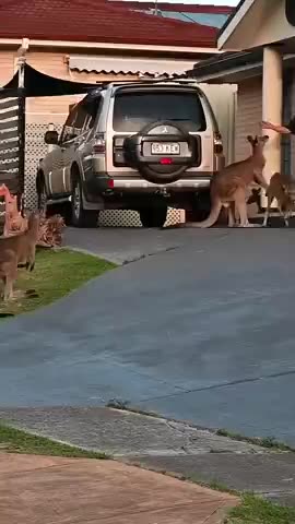 KANGAROO AT THE FRONT DOOR - AUSTRALIA.mp4