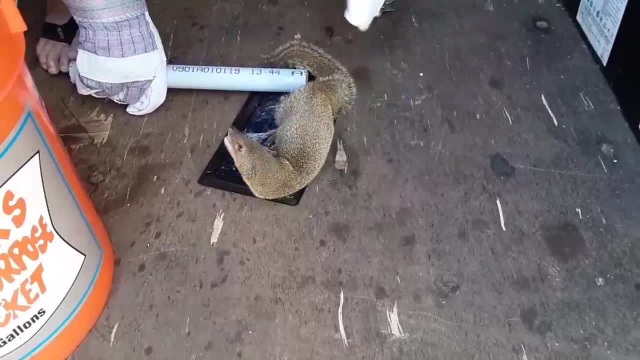 Mongoose in a sticky trap